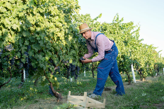 Middle age worker picking ripe grapes