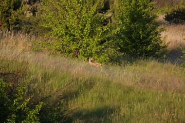 An adult fox stands in the distance in the grass against the background of trees and looks at the camera