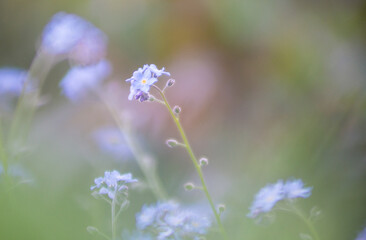 beautiful color with blurred background