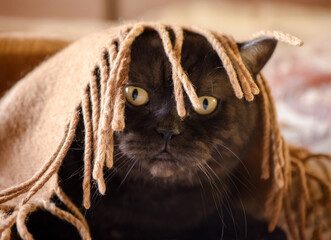 funny kitten looks out from under a fringed blanket