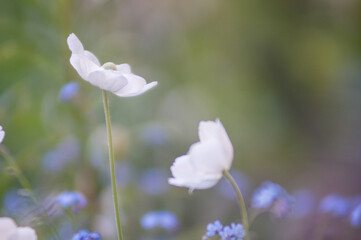 beautiful color with blurred background