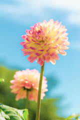 町田ダリア園のダリア