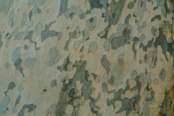 Fototapeta premium camouflage texture background