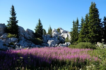 The beautiful Premuziceva Staza mountain path, Velebit National Park, Dinaric Mountains, Croatia. Field of flowers of Chamerion angustifolium / Epilobium angustifolium.