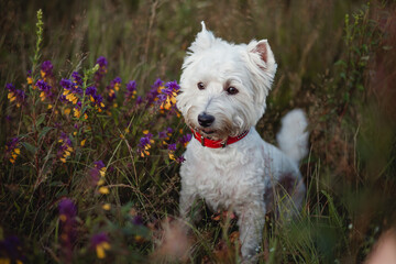 West terrier dog sitting in the field