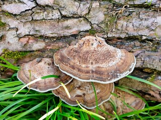 Fototapeta premium mushrooms on a tree
