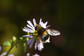 Volucella bombylans var plumata hoverfly. Excellent bumblebee mimic in the family Syrphidae, nectaring on flower