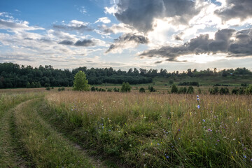 Dirt road going through a field overgrown with tall grass.