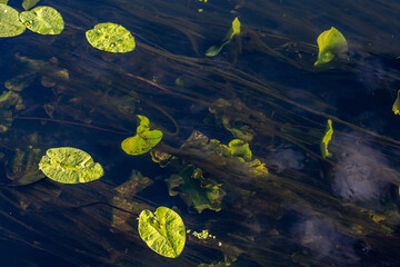 Yellow-green leaves of a water lily on the surface of the water and long algae.