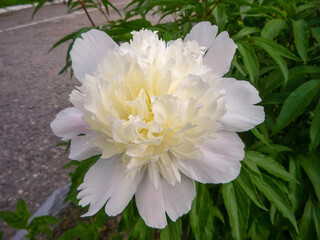 white flower peony