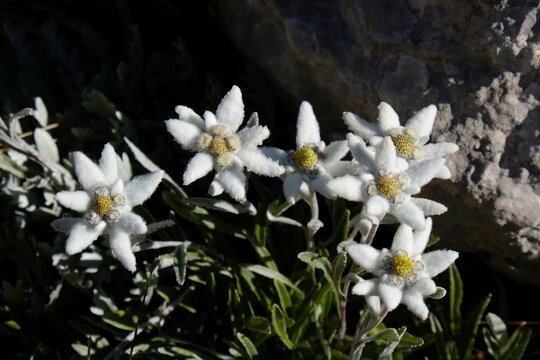 Nice mountain flowers of Leontopodium nivale, commonly called edelweiss, met in Velebit National Park, Dinaric Mountains, Croatia. 