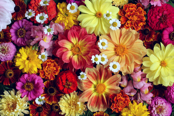 floral background with dahlias.