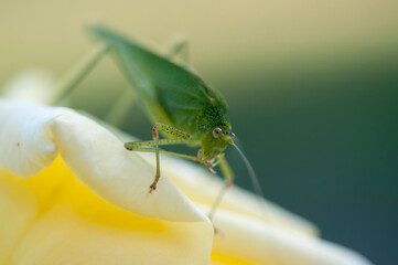 Grasshopper macro shot