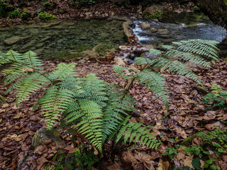 Planta Bosque