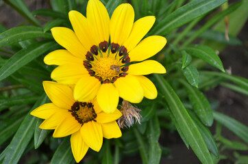 Obraz premium bee on a bright yellow flower