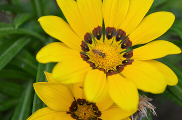 bee on a bright yellow flower