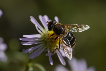 A hornet-mimic hoverfly Volucella zonaria, Family Tachnidae 