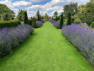 Symmetric, perspective view of grass path with lavender and topiary on both side. RHS Hyde Hall,...