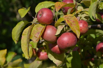 apples on tree