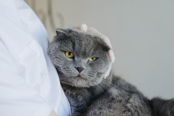 Scottish fold cat at a reception in a veterinary clinic.