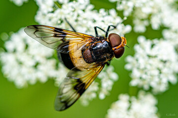 Wiese