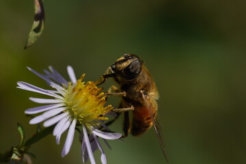 A hornet-mimic hoverfly Volucella zonaria, Family Tachnidae 