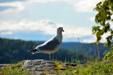 Möwe auf einem Felsen in Drøbak, Seemöwe, Sommer in Drobak am Oslofjord in Norwegen