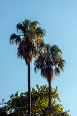 Fototapeta premium Leaves of young palm tree on blue sky.Spring concept
