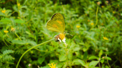 butterfly on the flower