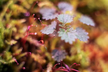 Green moss macro photography, forest floor nature background. Green plants close up wallpaper background. Lichen pattern forest floor, green moss macro texture for design.