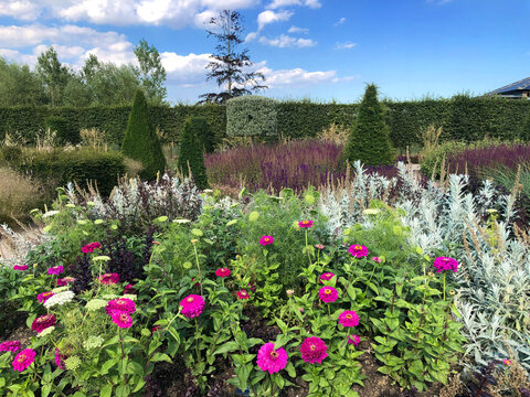 Contemporary garden view with topiary. RHS Hyde Hall, England, August 2020