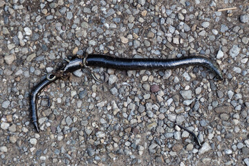 Dead pregnant Blindworm run over by a bicycle with its young pressed out of its body