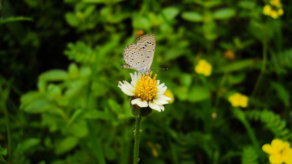 butterfly on the flower