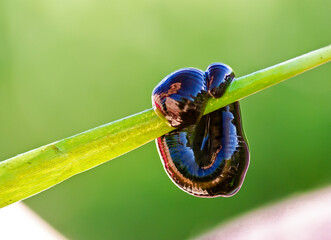 The leech hung on a leaf of the plant. Bloodsucker close-up.