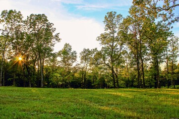 Sunrise thru the trees in the field