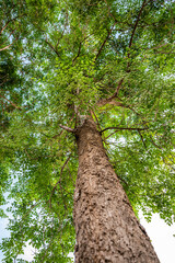 Fototapeta premium Brown stem tree with green leaves in garden