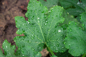 Green zucchini leaf with water drops