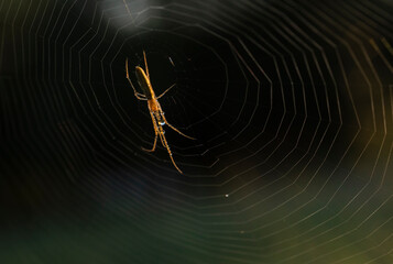 araña con gota de agua