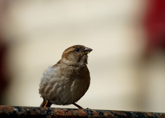 nimble Sparrow looks into the distance