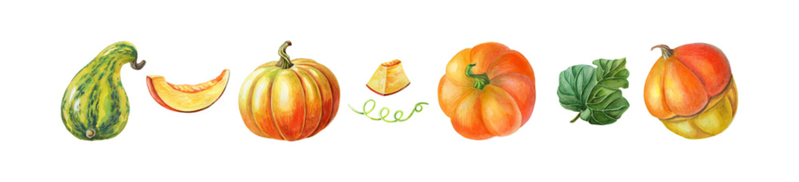 Set of Orange pumpkin,squash. Watercolor illustration on white background. Autumn harvest. Fresh vegetarian food.