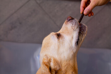 A labrador retriever dog eating from its owner's hand