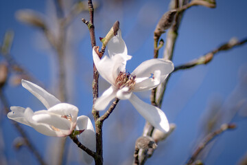 Weiße Magnolienblüten am Baum Nahaufnahme makro
