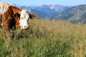 Fototapeta na wymiar Nahaufnahme einer Kuh in den Alpen