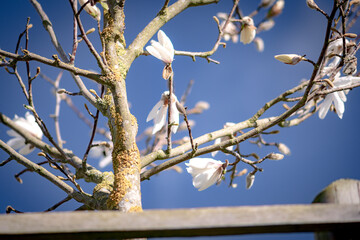 Weiße Baum Magnolie im Freien