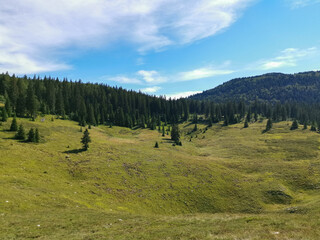 Fototapeta na wymiar Beautiful green meadows and coniferous forest in the Northern Velebit National Park in Croatia