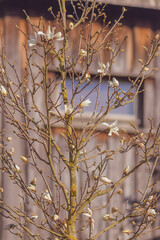 Magnolia Kobus weiße Baum Magnolie im Freien Hintergrund Vintage