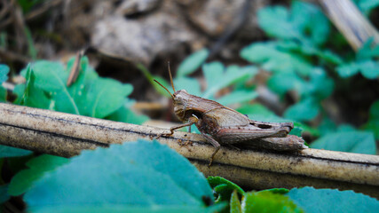 grasshopper
