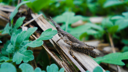 grasshopper