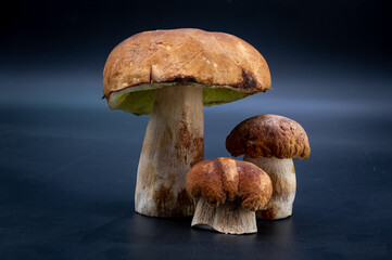 Boletus edulis porcini mushroom isolated on background close up food health