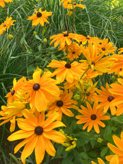 Yellow black-eyed susans, Rudbeckia hirta, flowering in a summer garden